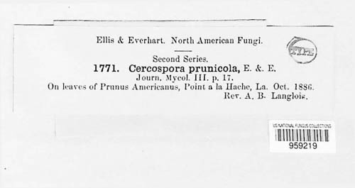 Pseudocercospora prunicola image